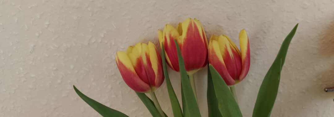 Tulipany