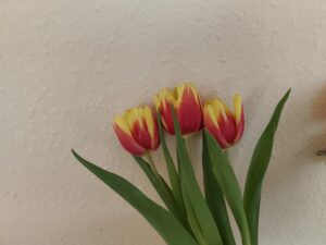 Tulipany