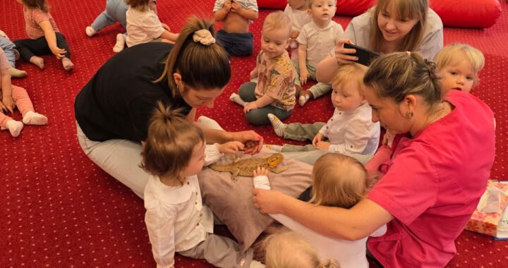 Dzieci podczas warsztatów przyrodniczych poznają agamę brodatą, obserwują ją z bliska i uczestniczą w zajęciach edukacyjnych w sali żłobkowej.