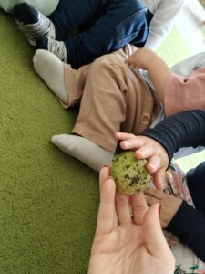 Dzieci dotykają kłującej łupinki kasztana.
